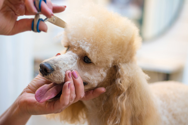 dog-grooming-1