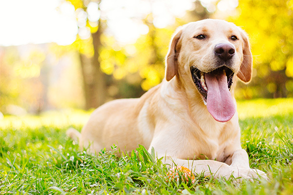 image-dog-boarding