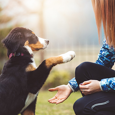 dog training