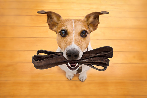 image-training dog training